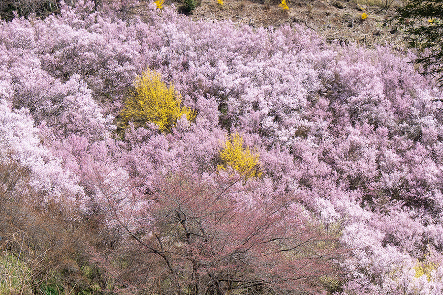 千本桜…圧倒されるようです
