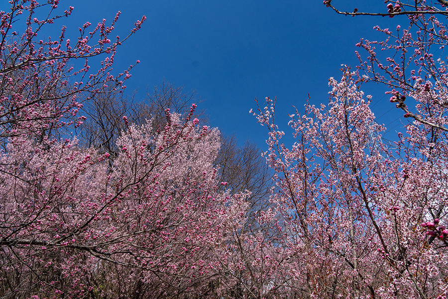 千本桜を巡る道も百花繚乱