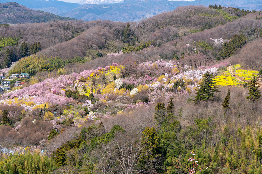 花見山頂上から