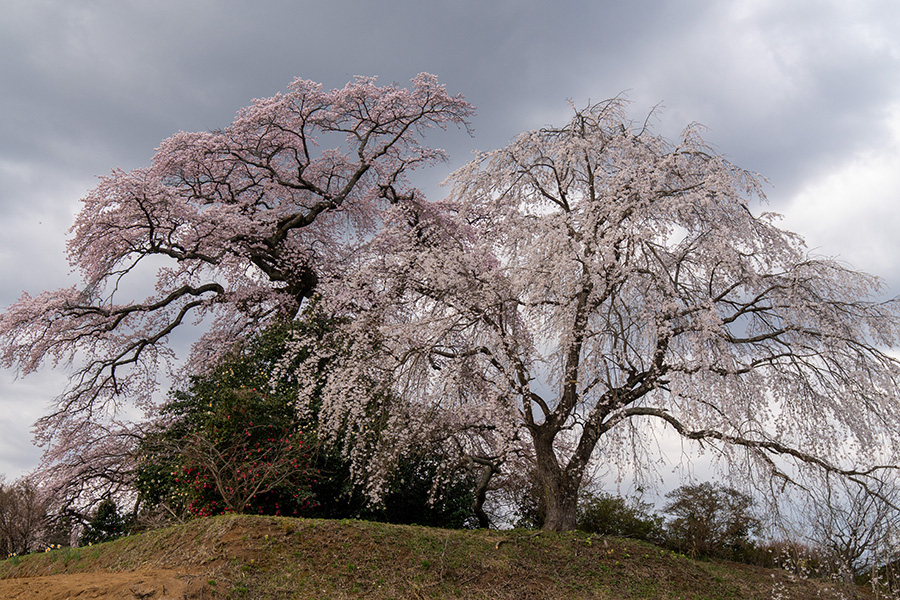 隣のしだれ桜とのマッチングもきれいです