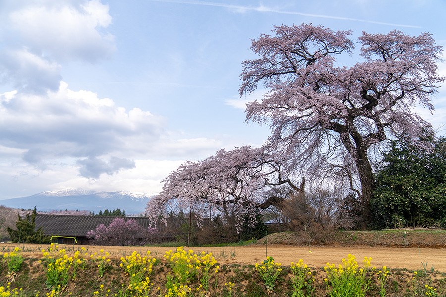平介桜と安達太良山