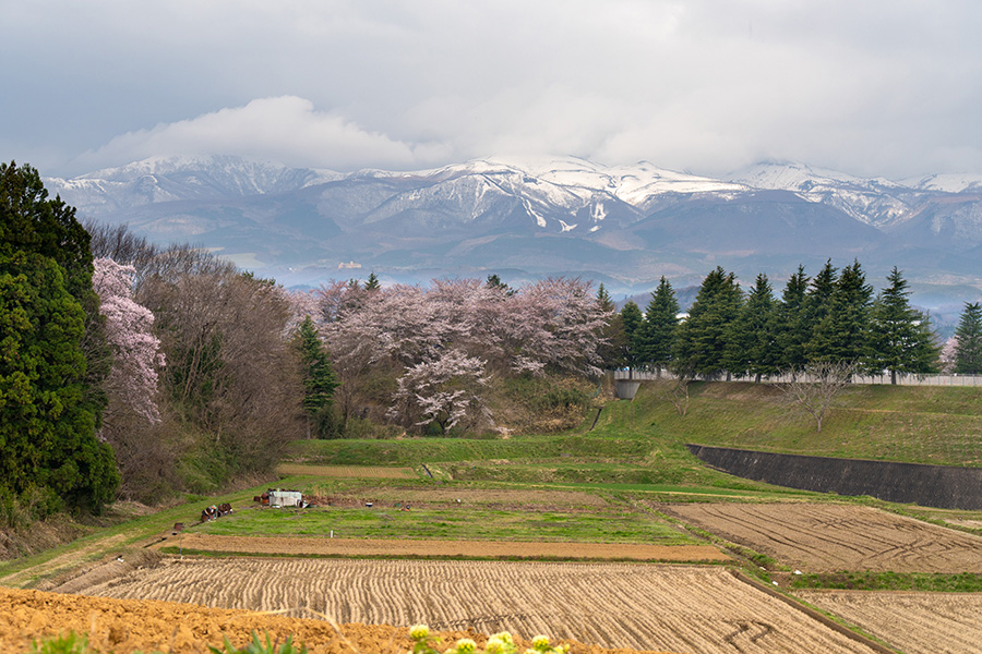 平介桜の近くから安達太良山