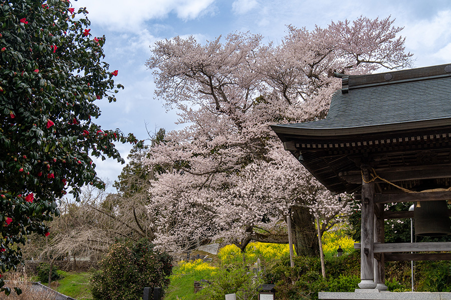鐘撞き堂と翔龍桜
