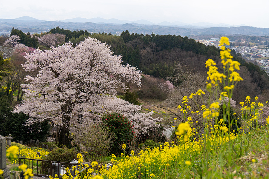翔龍桜と二本松市街地を見下ろす