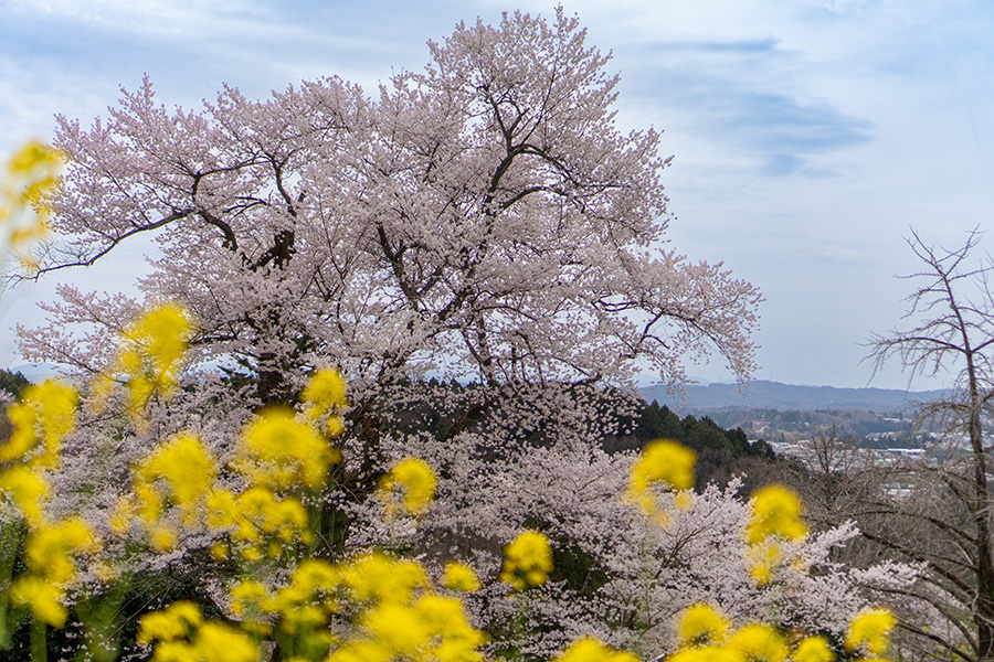菜の花と翔龍桜