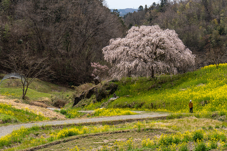 棚田に立つしだれ桜は,三春滝桜の子孫だとか