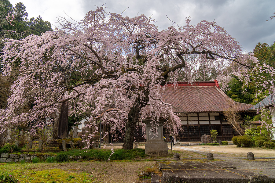 大隣寺のしだれ桜