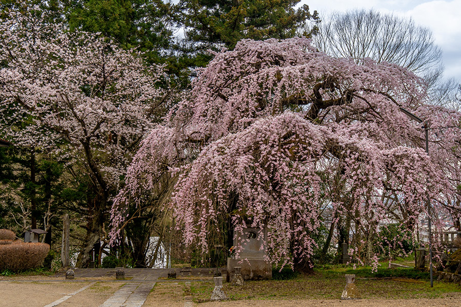 境内から桜を眺める