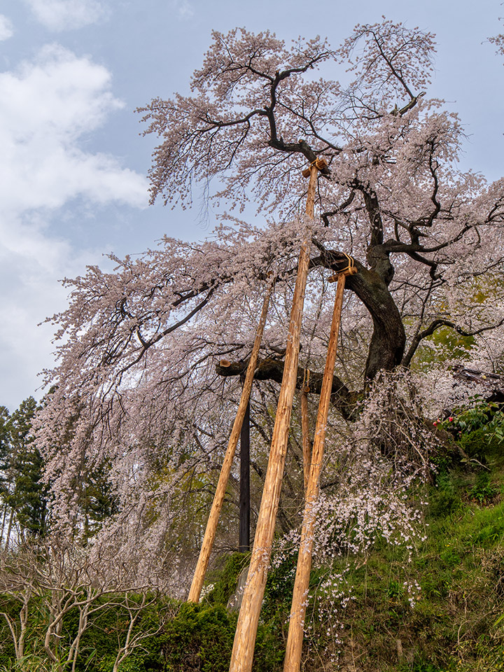 蓮華寺のしだれ桜