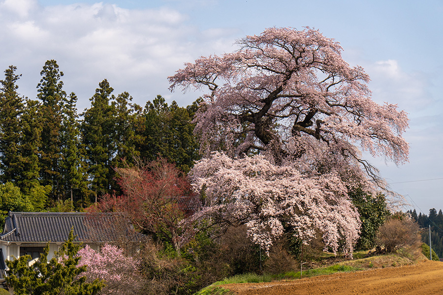 平介桜