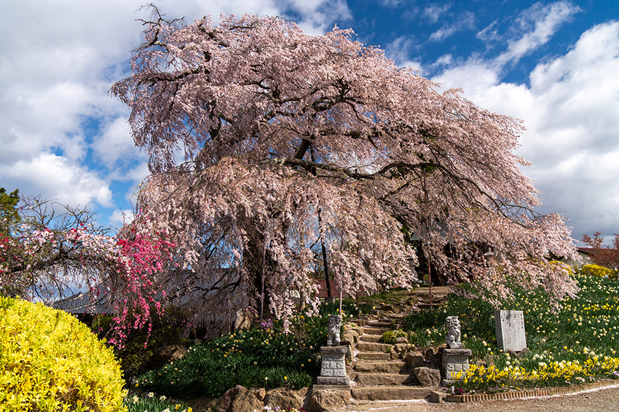 所有される方のご先祖が金毘羅参りをした際に植えた桜