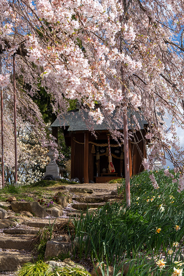 桜の根元には金毘羅さま