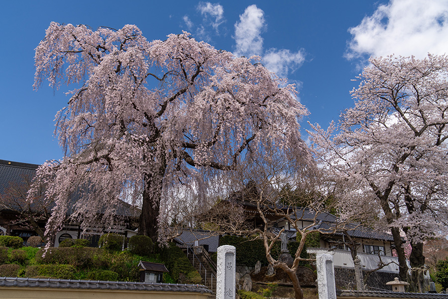 昌建寺のしだれ桜