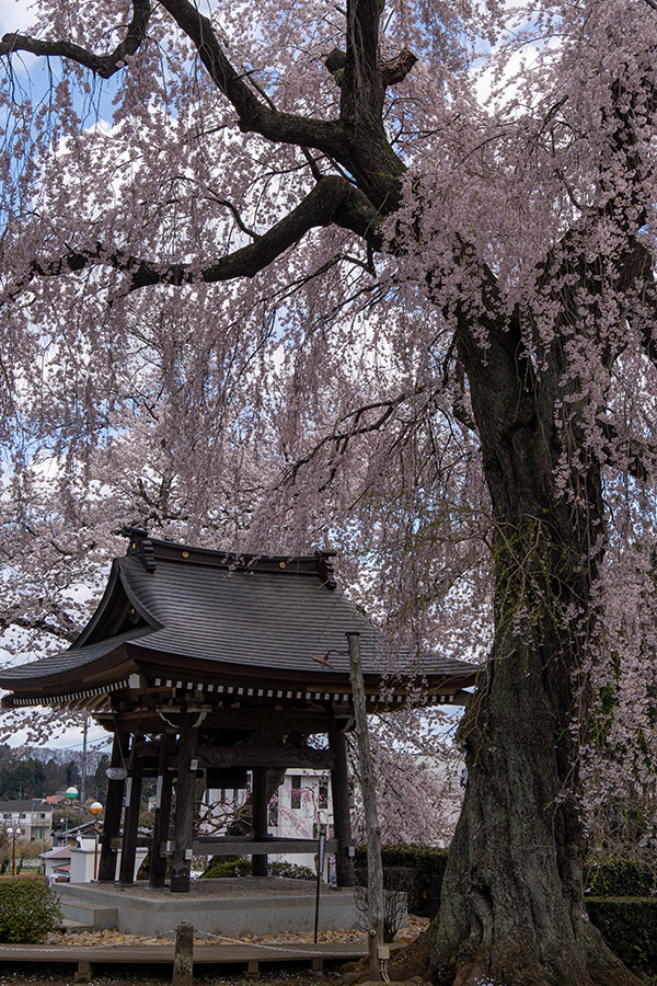 しだれ桜と鐘撞堂