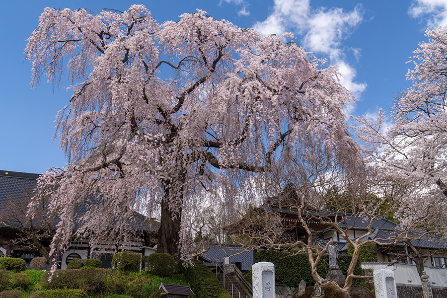 昌建寺のしだれ桜