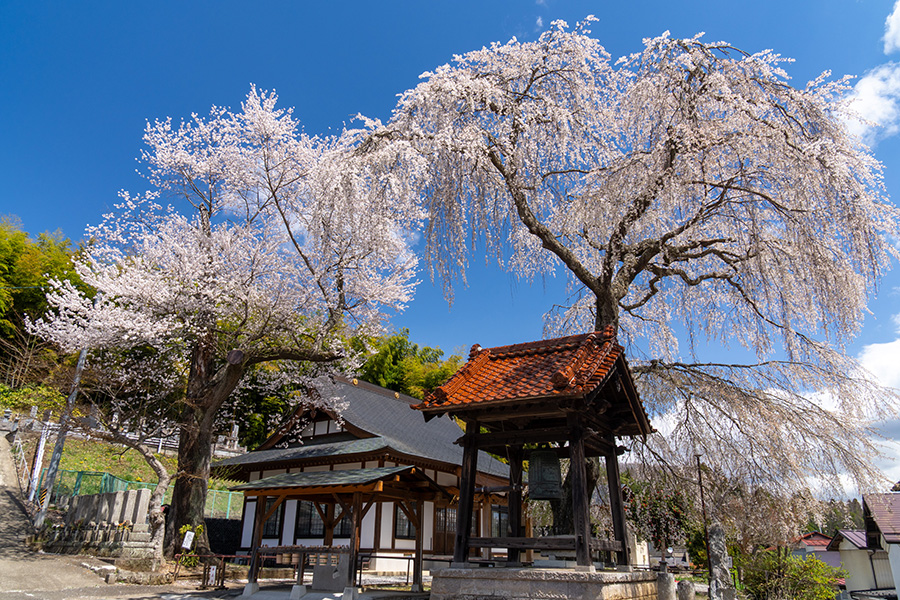 常願寺の願い桜とかなえ桜