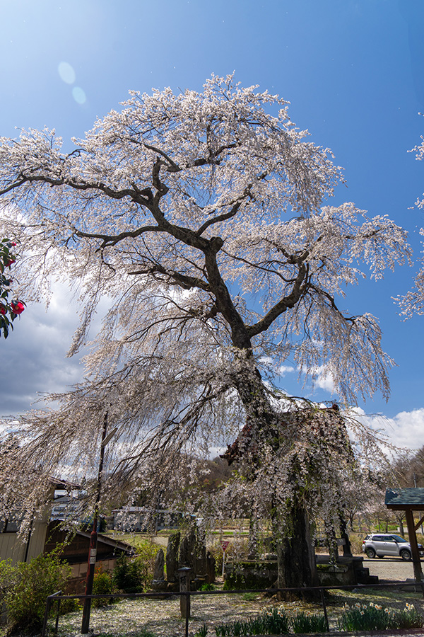 桜に願いを