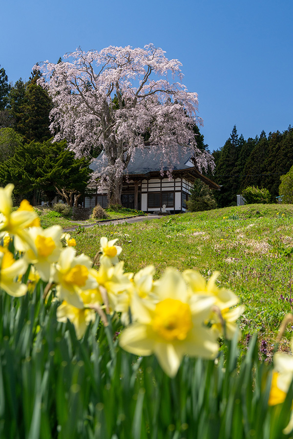 スイセンとしだれ桜
