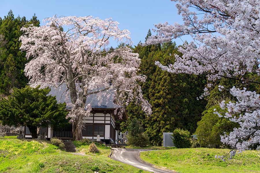 ソメイヨシノとしだれ桜