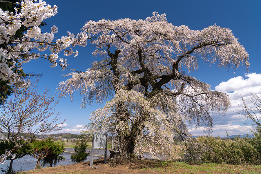 ソメイヨシノと古舘の桜