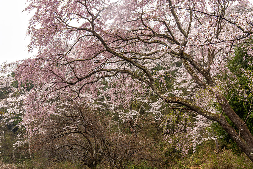 長沼城址公園にて