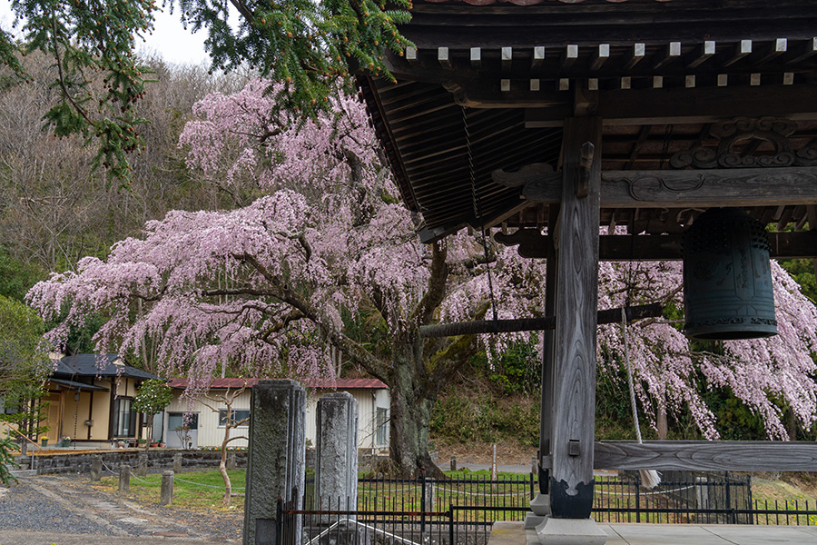 鐘撞堂としだれ桜