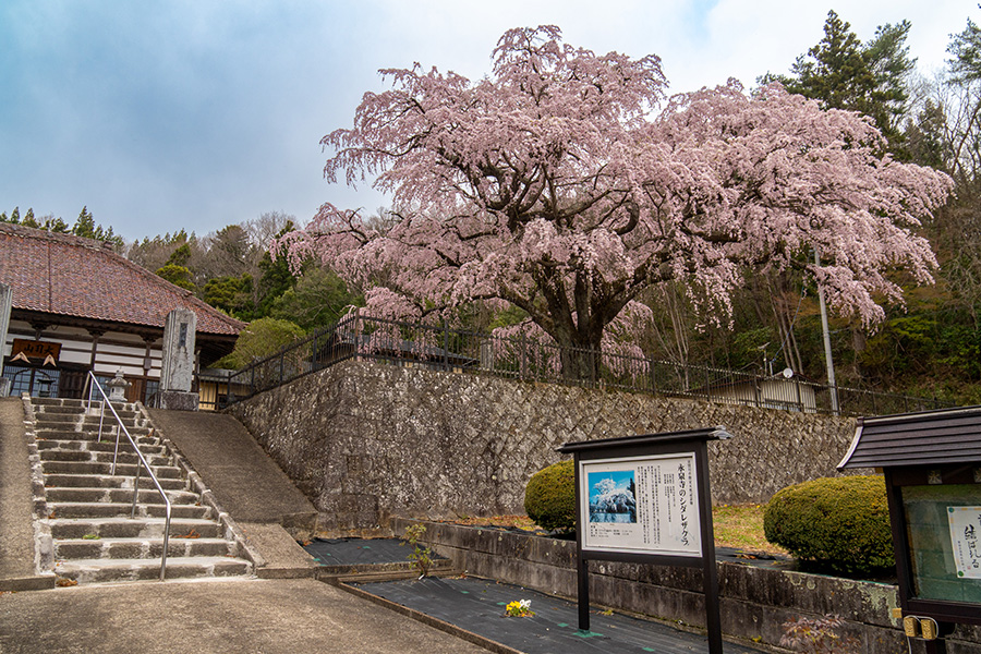 永泉寺のしだれ桜