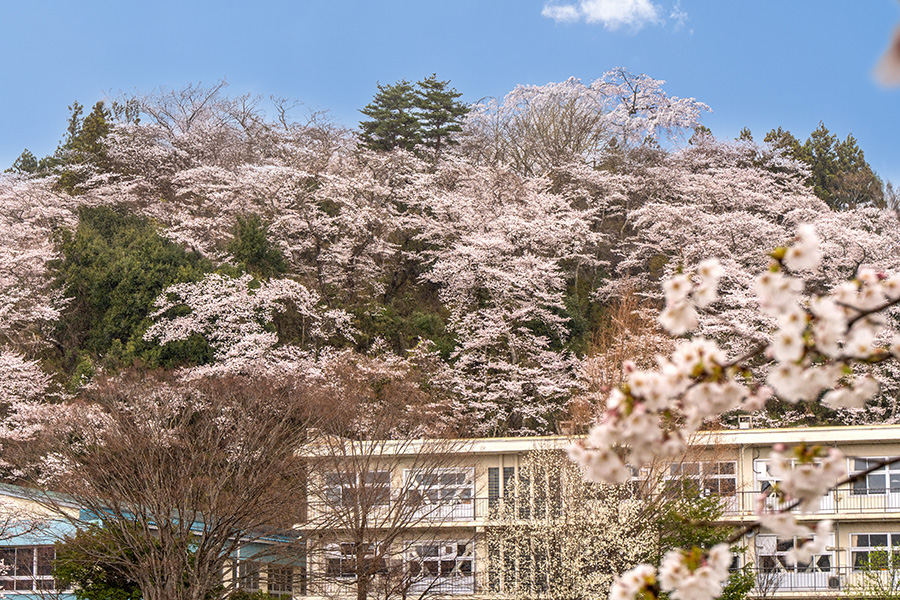 長沼城址公園の桜と小学校