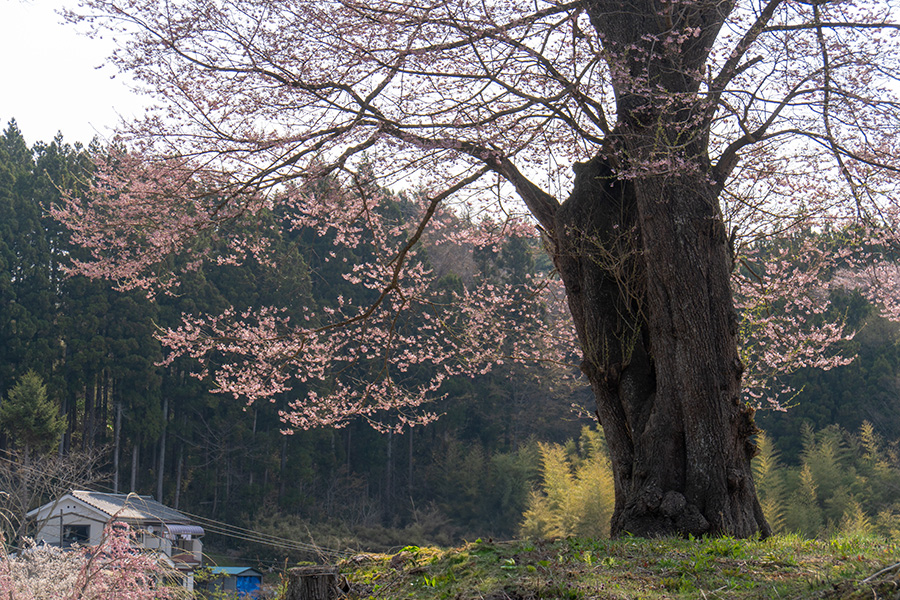 桜は山里を見守ります