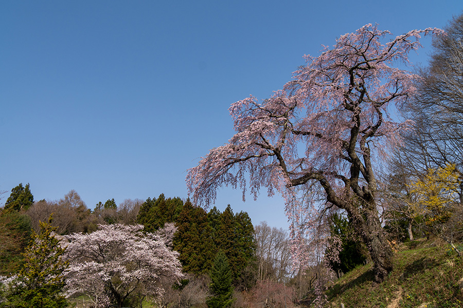 伊勢桜