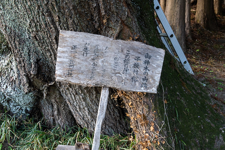 子授け桜　由緒