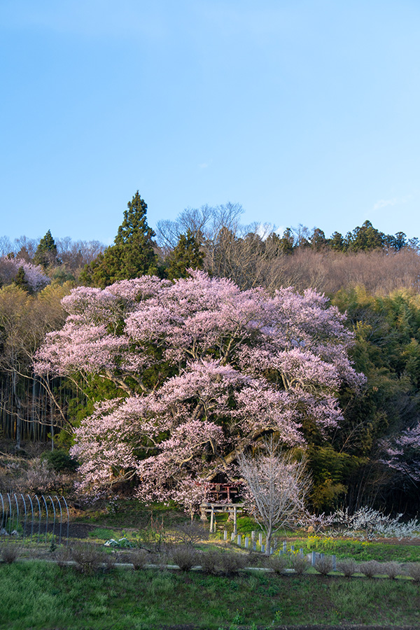 稲荷神社の子授け桜