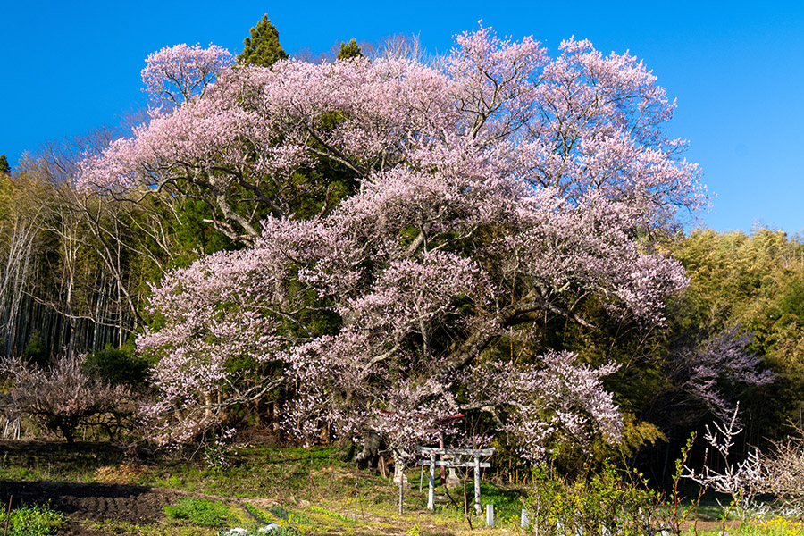 子授け桜はすごい巨木です