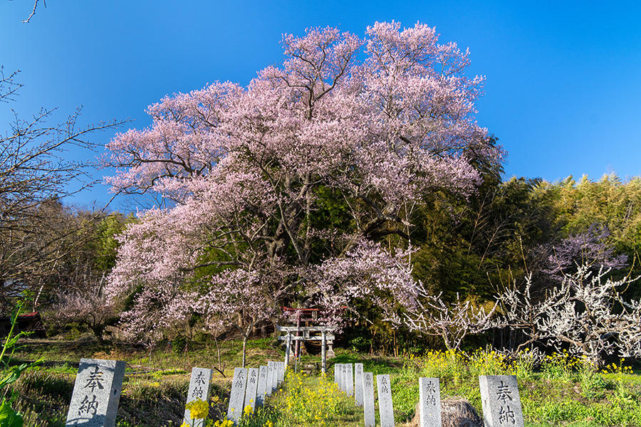 稲荷神社の鳥居と子授け桜