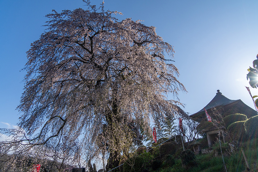 龍光寺のしだれ桜