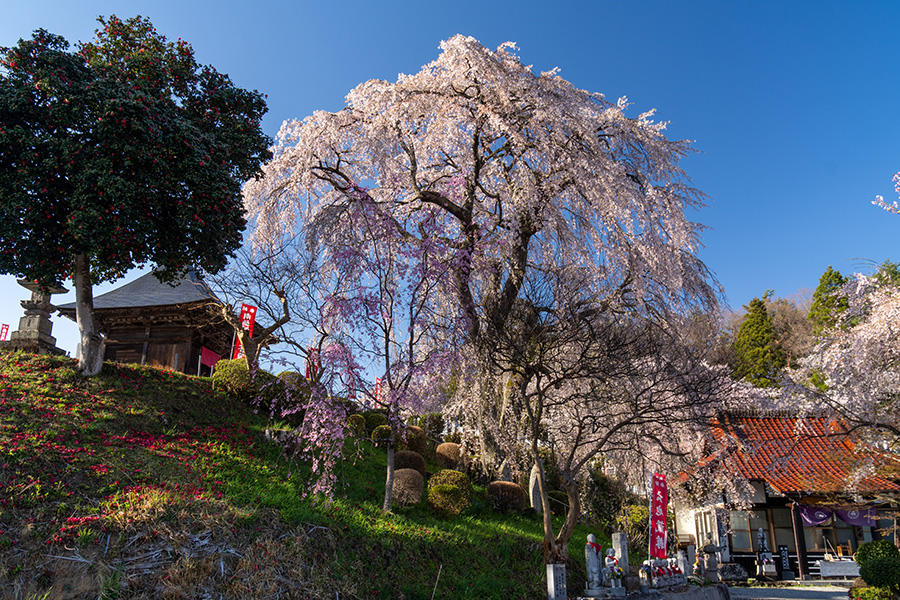 しだれ桜が，幟とともに風にはためく