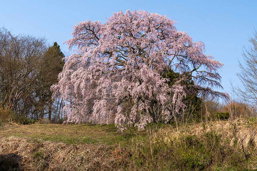 五斗蒔田桜は三春滝桜の子孫