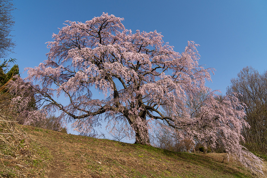 五斗蒔田桜