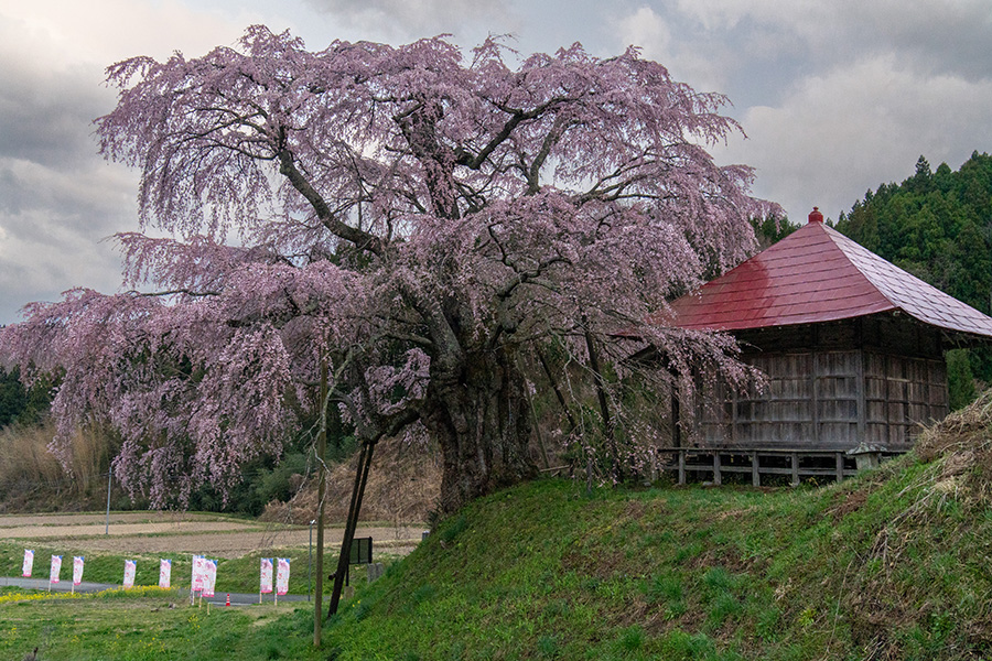 上石の不動桜