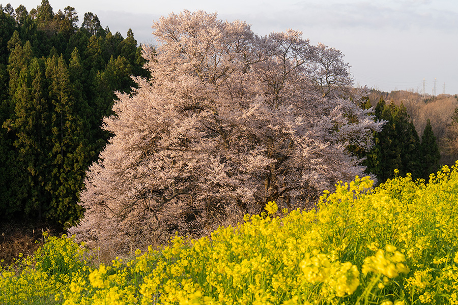 すこし寄ってみます