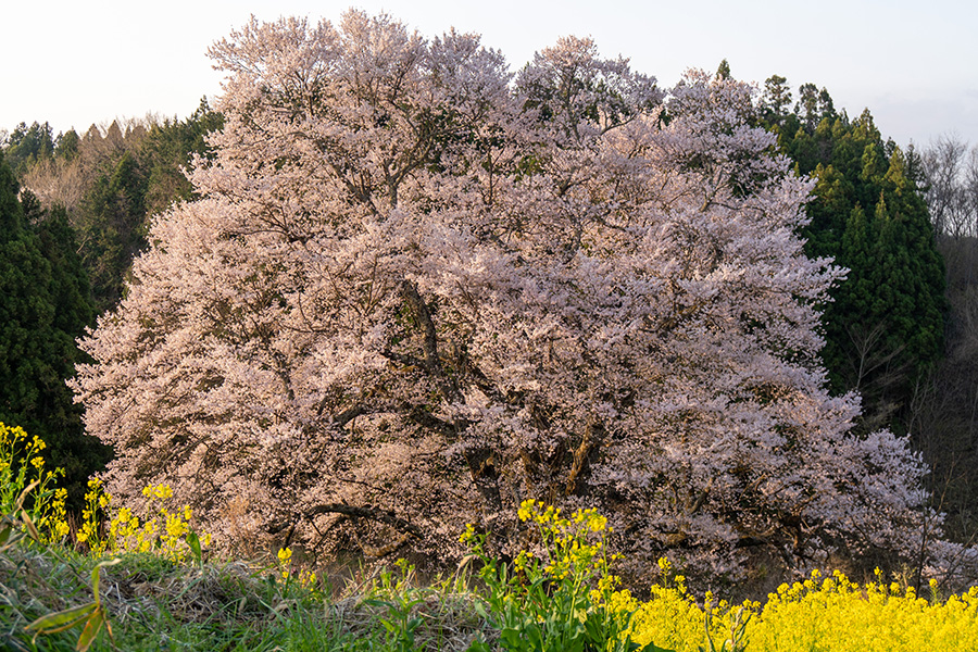 梅沢の山桜––すごい存在感です