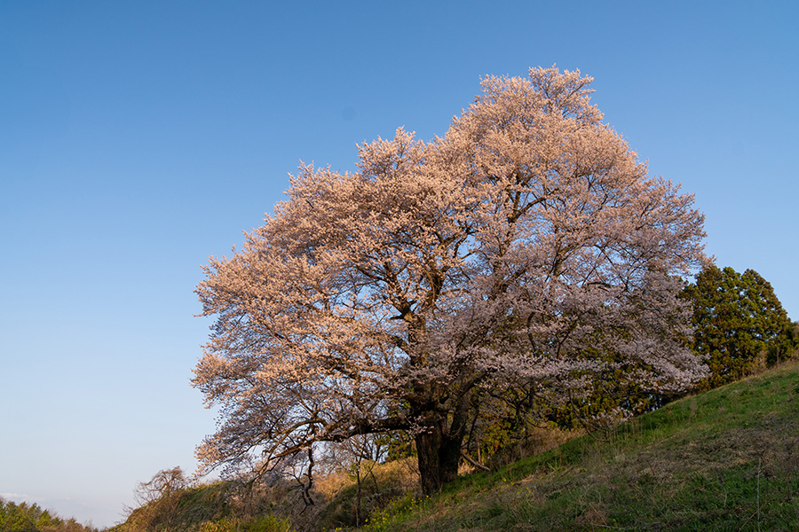斜面に立つ孤高の桜