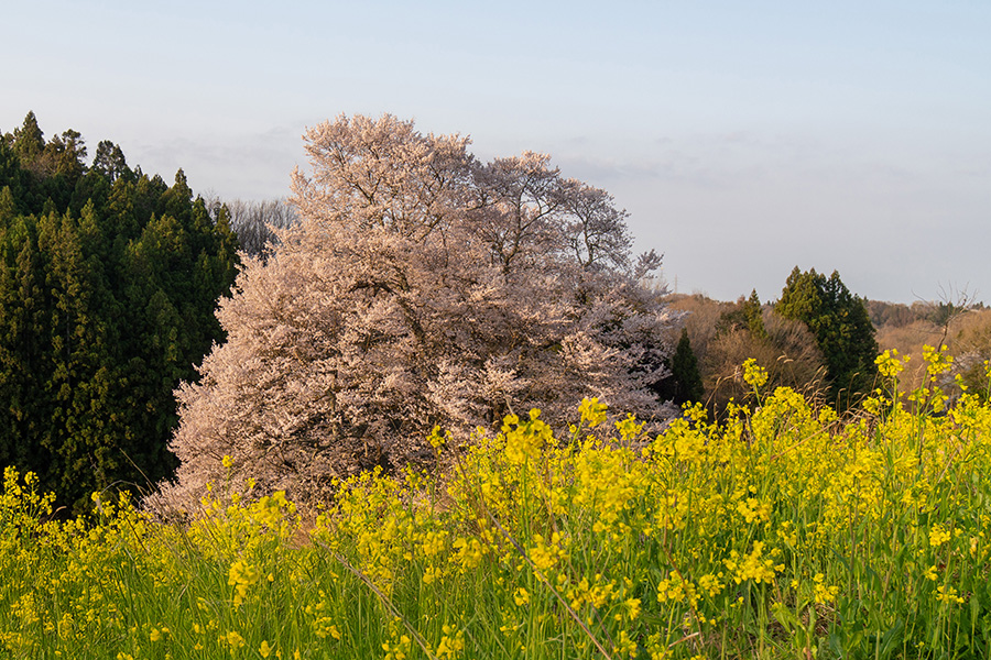山間に光が満ちてきます