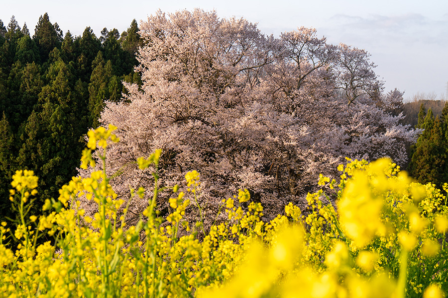 素晴らしい春の朝
