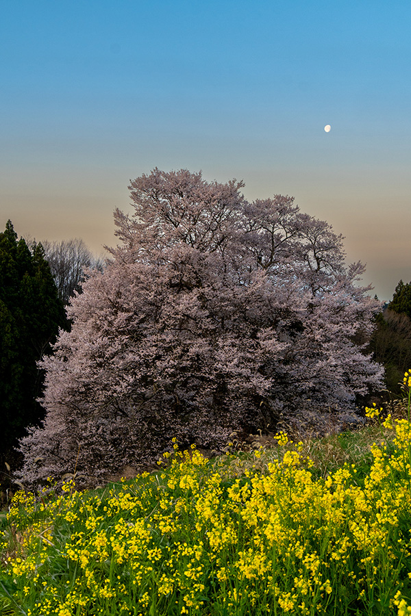 夜明け前の空に月