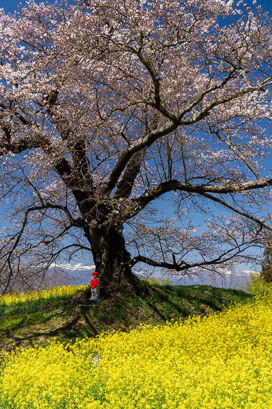 日向の人待ち地蔵桜