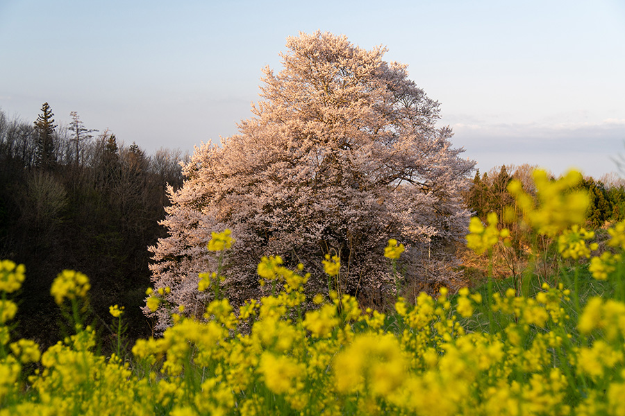 左から見ると縦長の姿