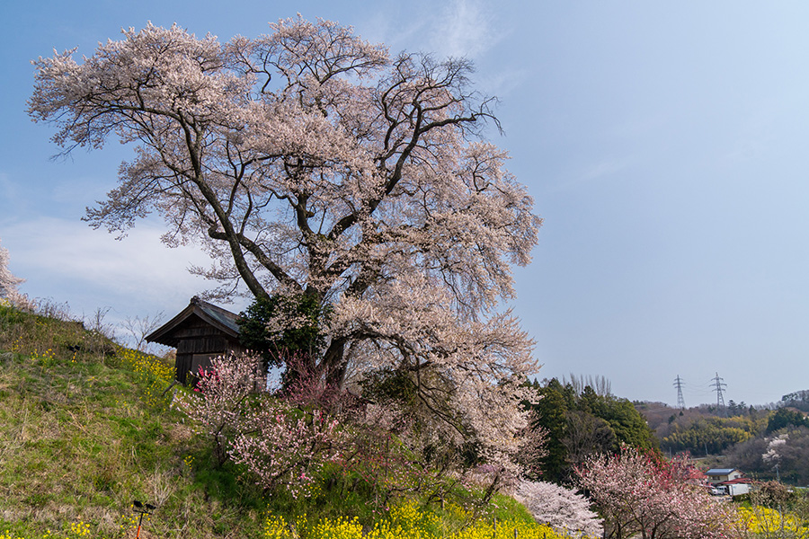 天神夫婦桜と西田町の里