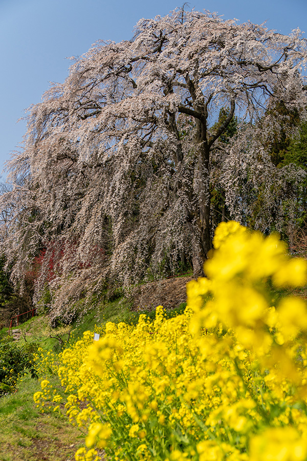 内出の桜