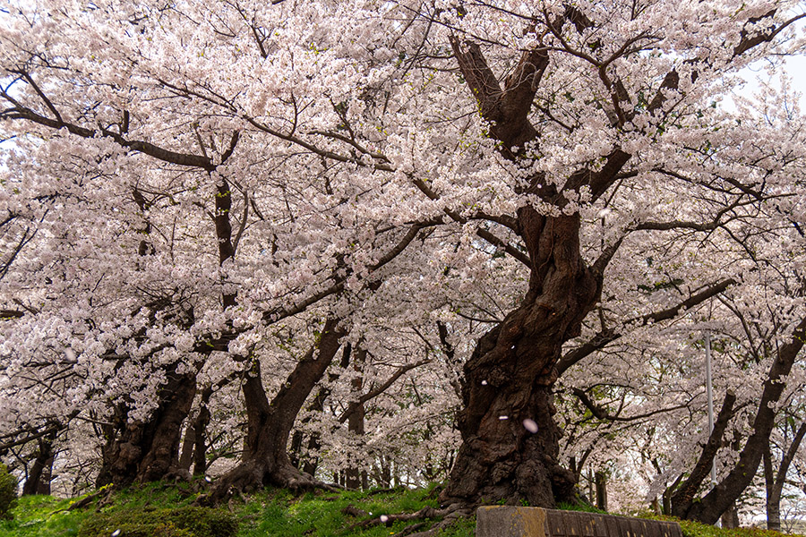 開成山公園のソメイヨシノ